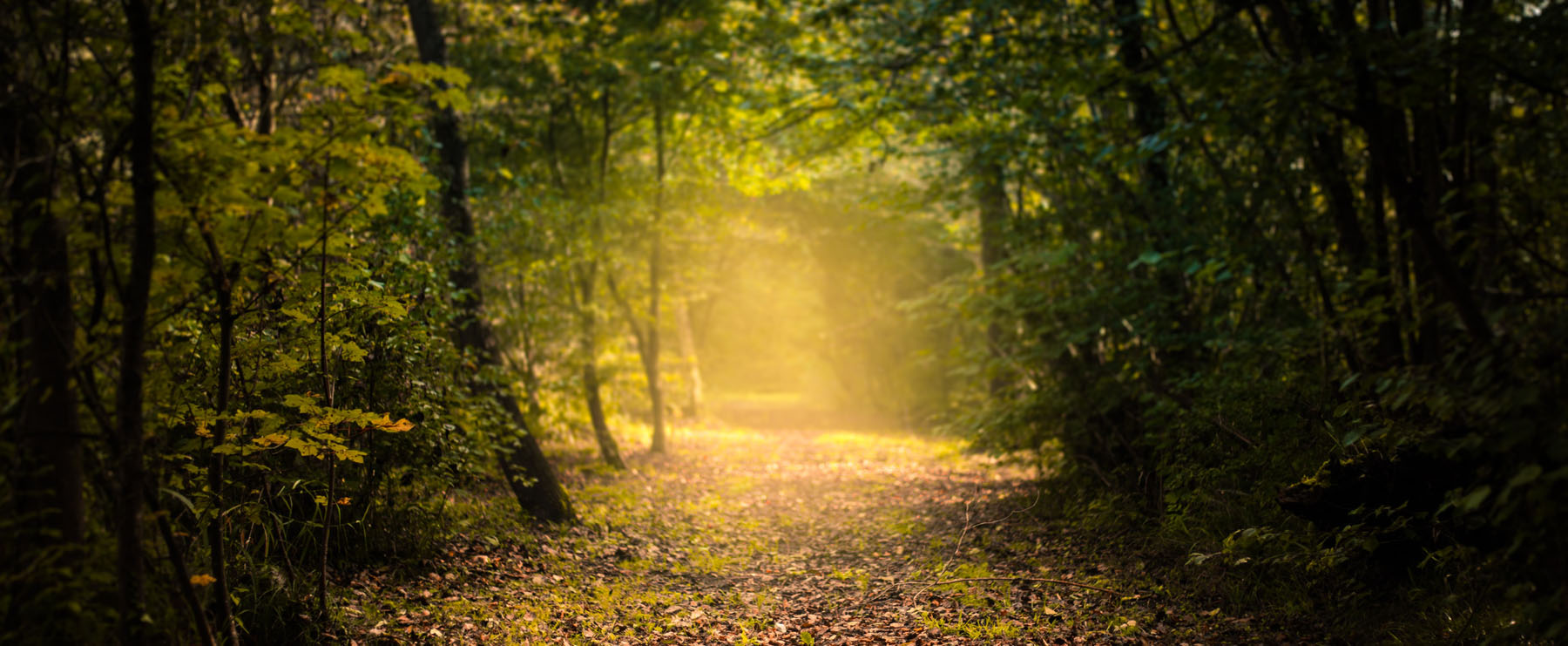 lyn-abery-psychotherapist-home-header-path